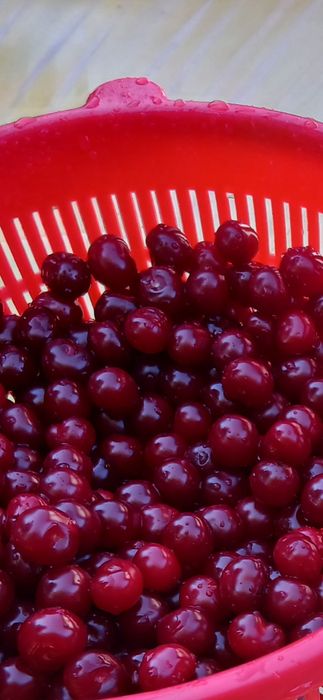 Продам вишню спелую