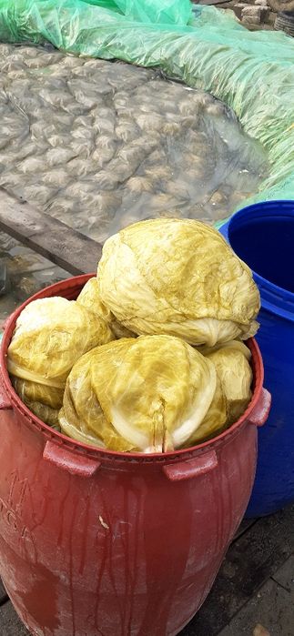 Varza murata de vanzare