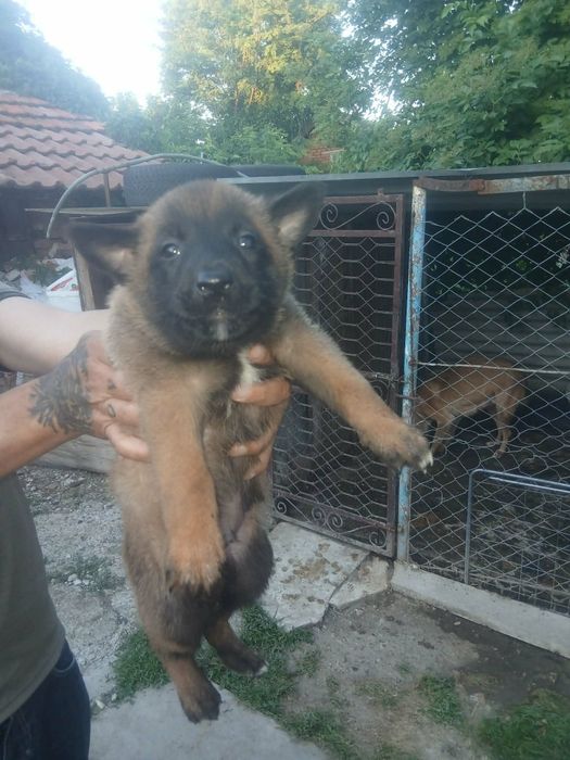 Белгийска овчарка