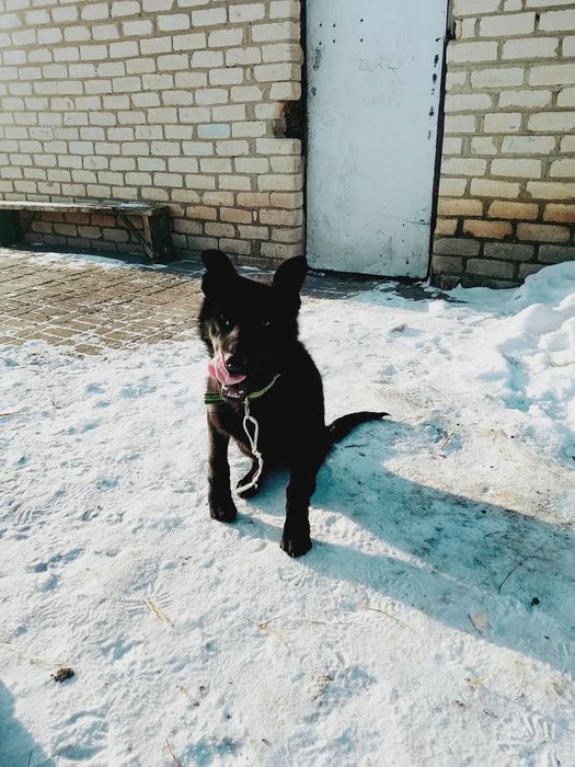 Продам сабаку немески