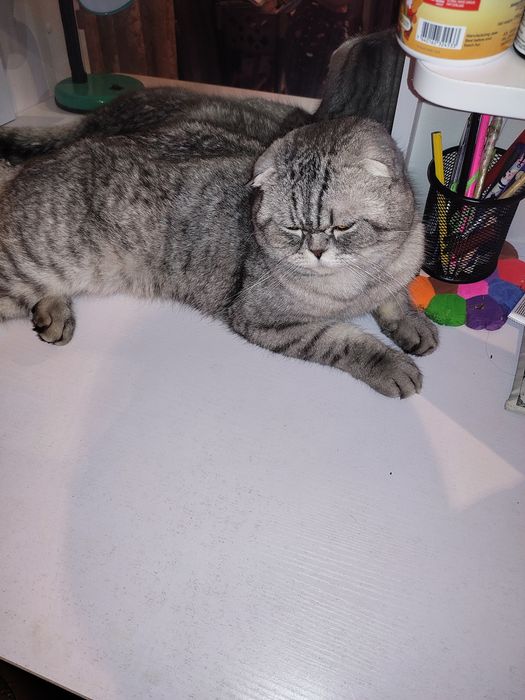 Скоттиш фолд Кот серий цвет продаю