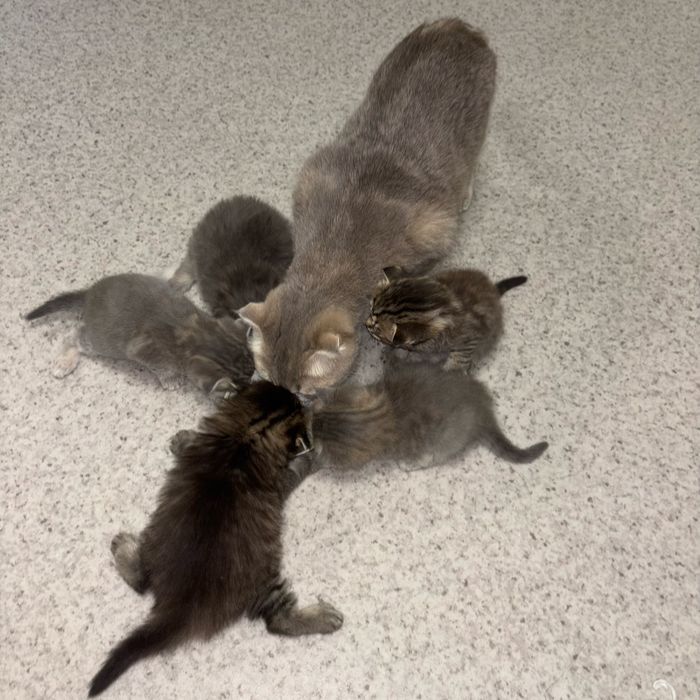 Продам породистых котят. Скоттиш Фолд