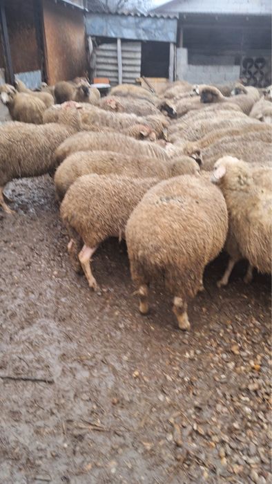 Vand oi sterpe grase