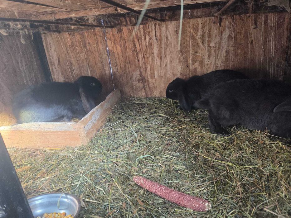 Iepuri berbec german. Masculi si femele