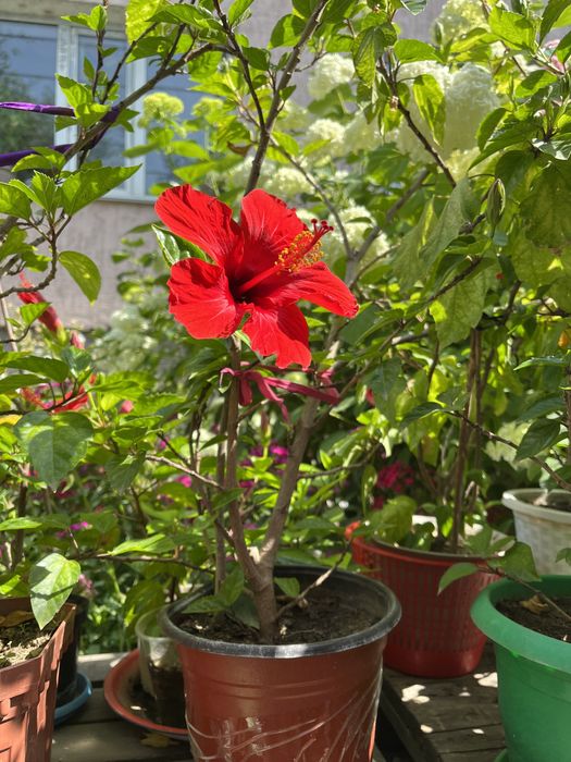 Комнатные цветы