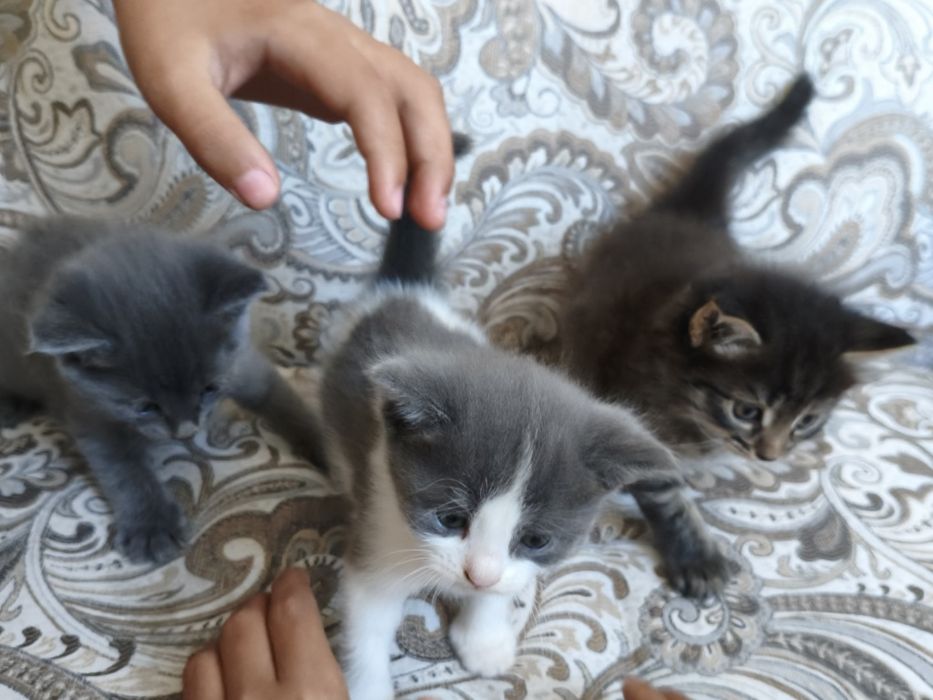 котята в добрые руки