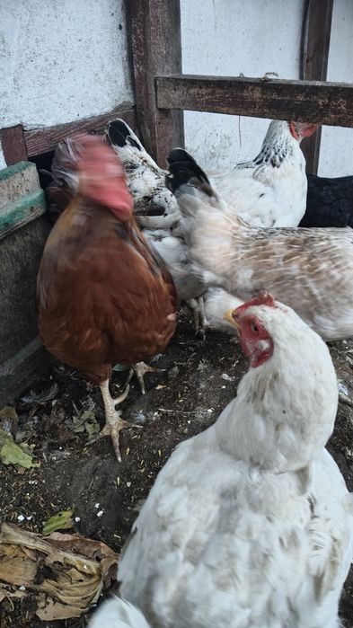 Продам кур несушки