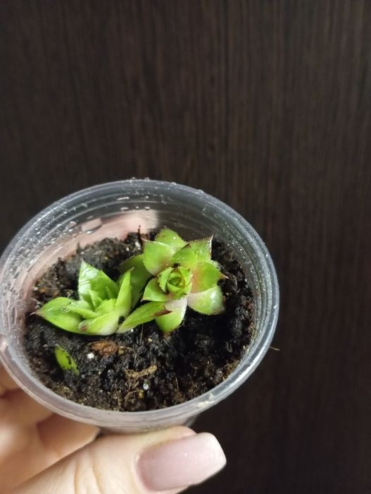 Продам Анакампсерос, семпервивум (суккулент)
