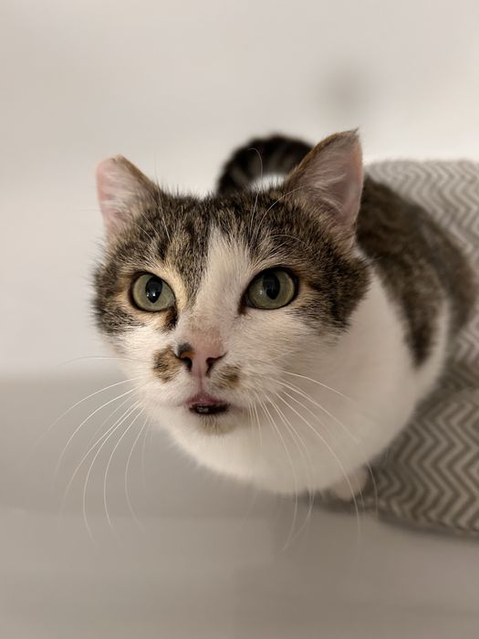 Жора, крупный и здоровый котэ :)