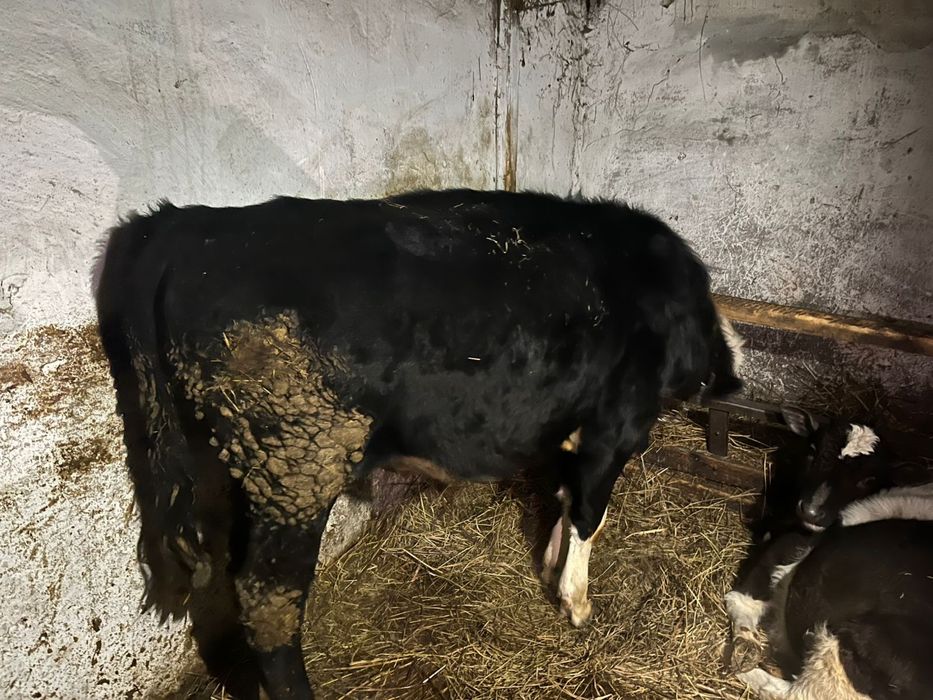 Продается годовалый бычок