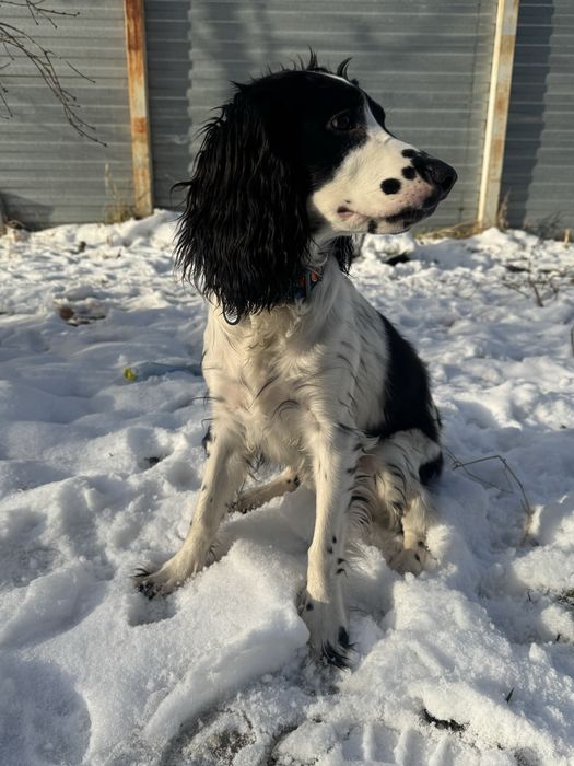 Русский спаниель мальчик