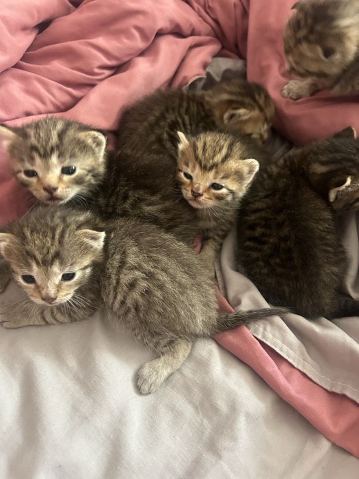 Отдам котят от вислоухой кошки