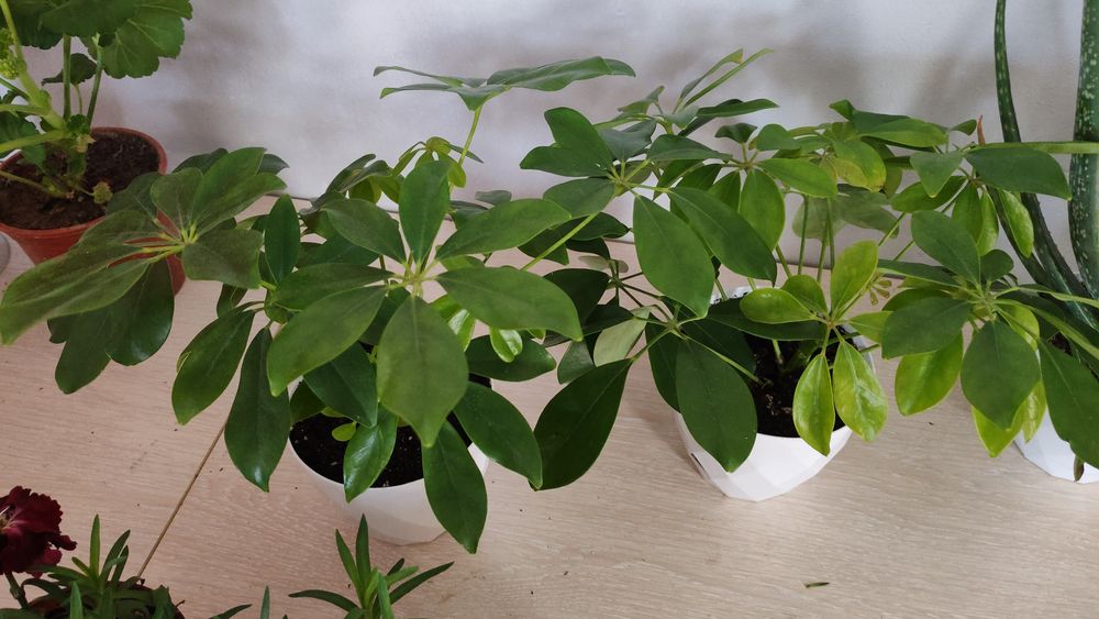 Гүлдер Цветы район Компоселок