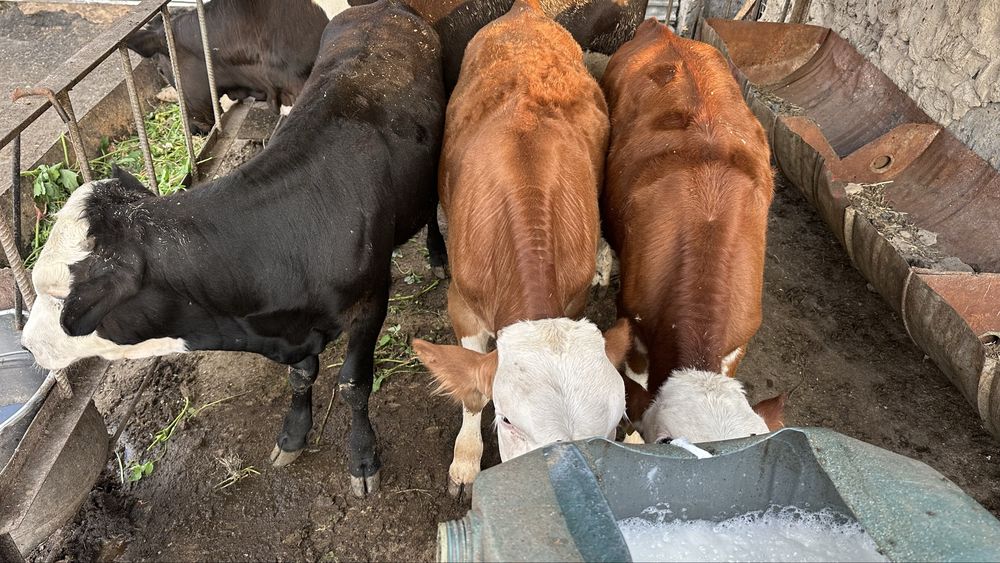 Продам телят 4-5 месяцев
