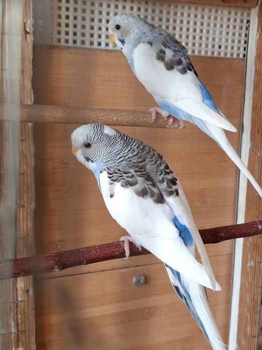 Волнистые попугаи.