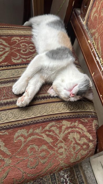Котёнок девочка ищет хозяев