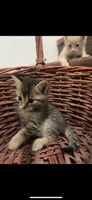 Продаю милых котят