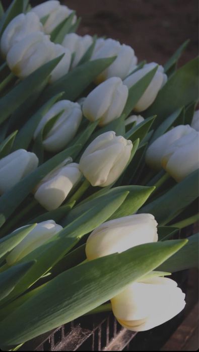 Тюльпаны оптом и в розницу