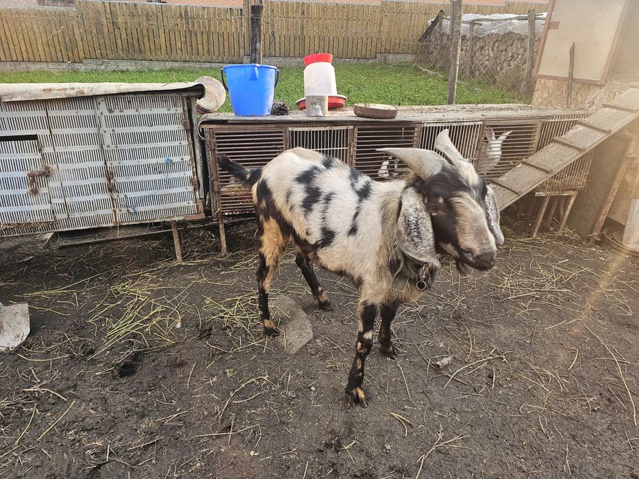 Capra si tap anglo-nubian cu pedigre