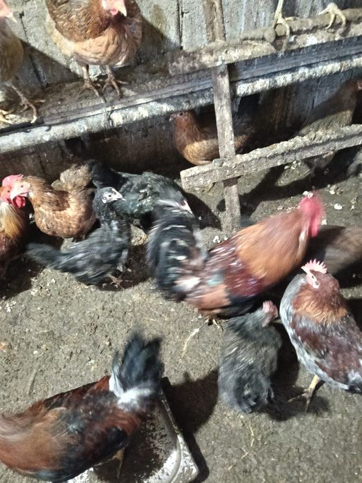 Продам  Черных домашних Курей