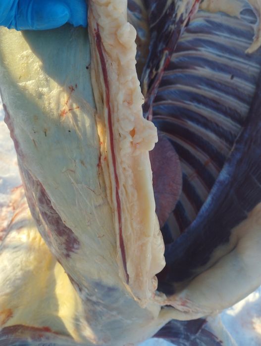 Конина с откорма