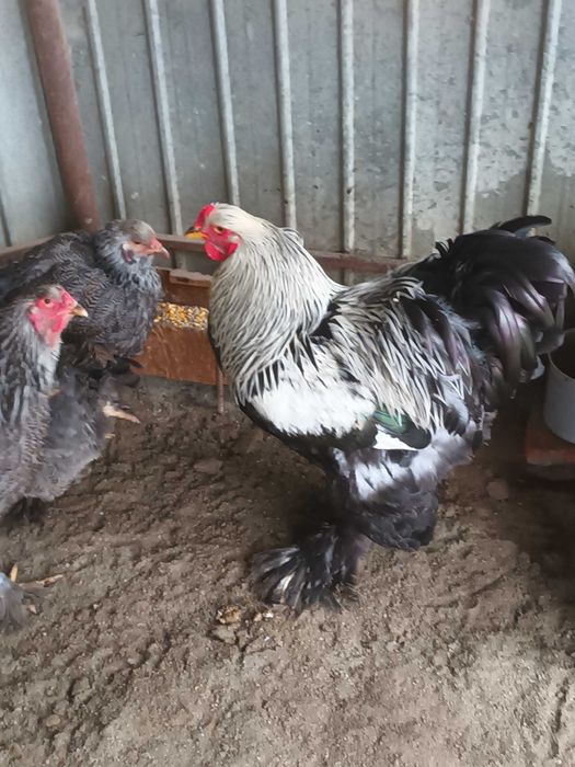 Brahma si cochinchina oua de incubat