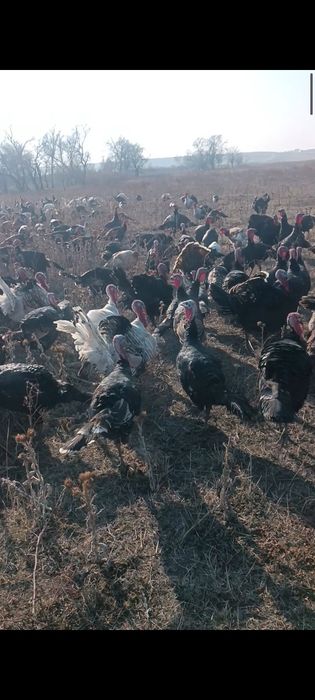 Продаю индюков (самцы)