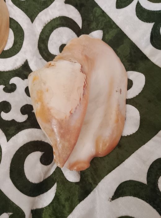Ракушки океанские