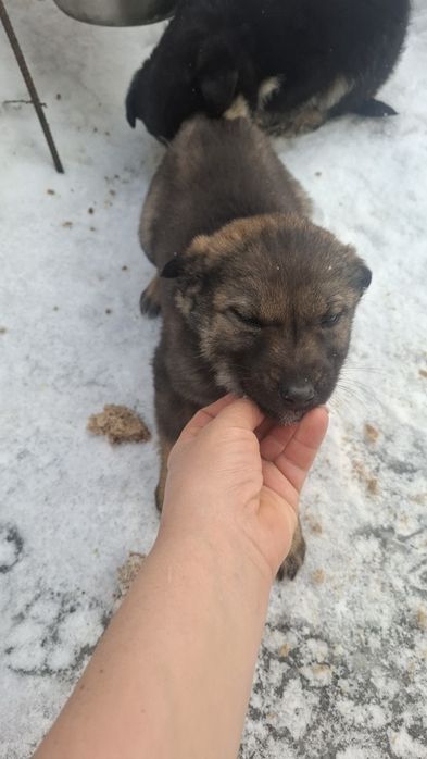 Очень милые щенята