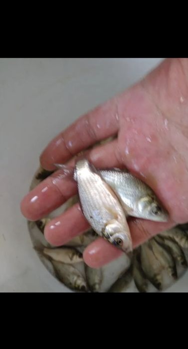 Продам живца для рыбалки