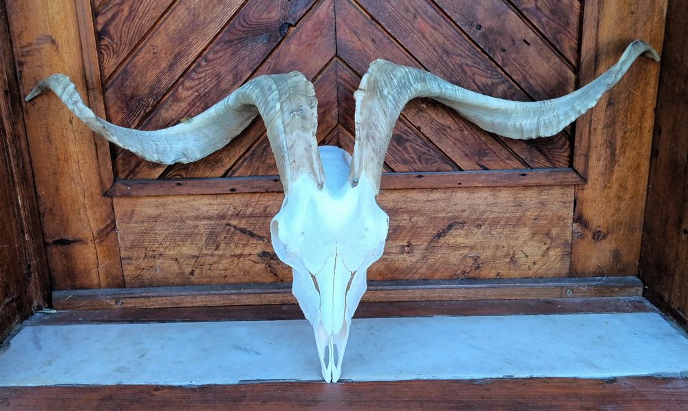 Череп с рога от пръч.Козел