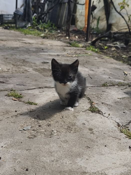 Donez 4 puiuți pisica