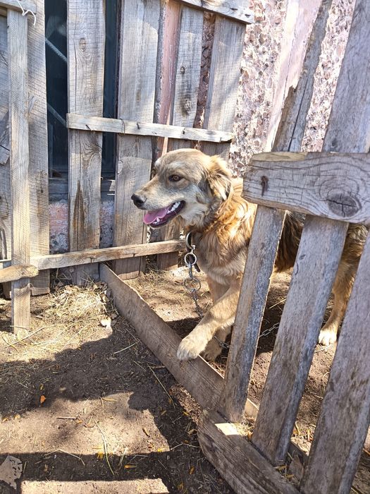 Отдам в добрые руки