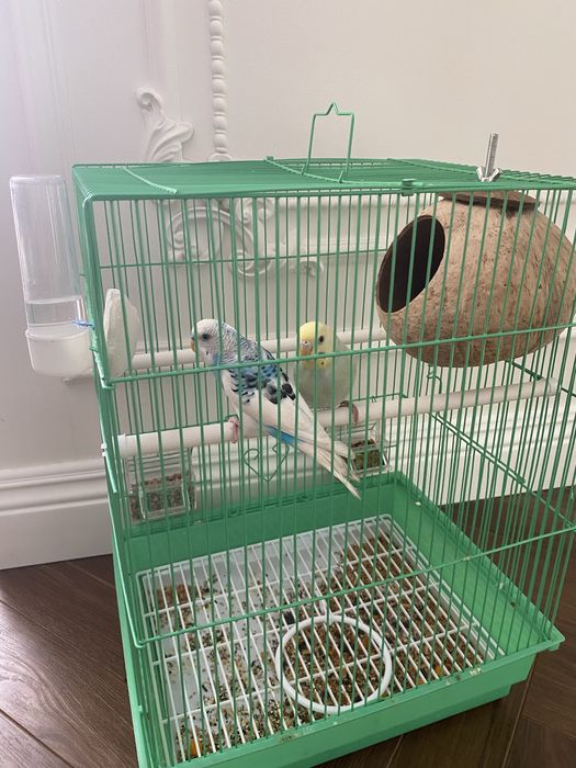 Продам попугай 2шт домик и вещи в подарок