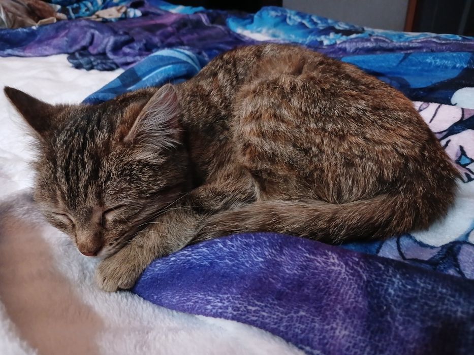 Отдам в хорошие руки