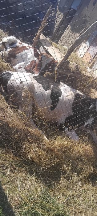 Продавам телета мъшки област разграт село хърсово