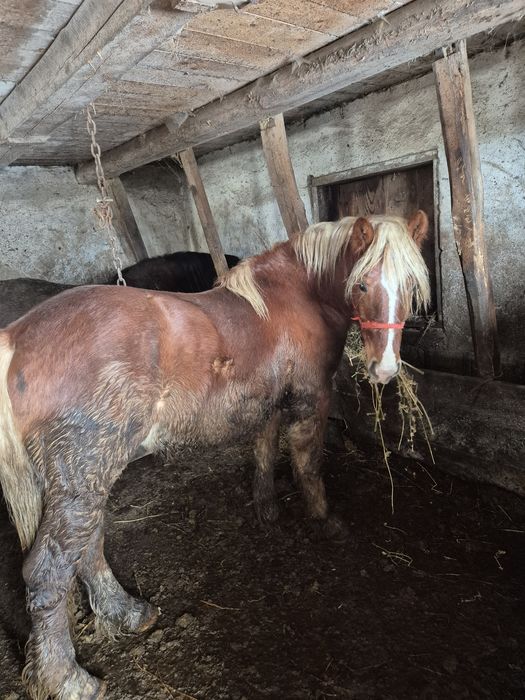 Manz 1 an si 10 luni