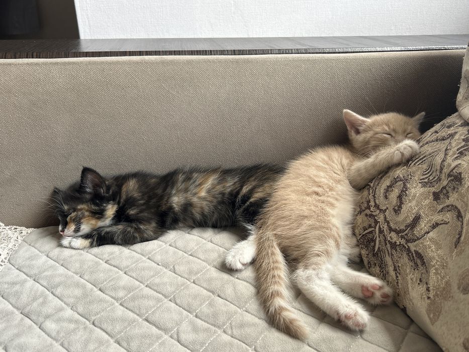 Котёнки бесплатно