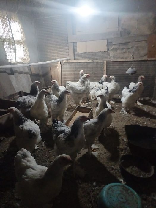 Продам курей породы БРАМА