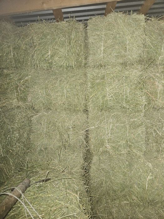 Продам клевер, Жонышка сатылады