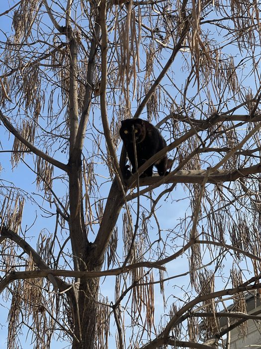Отдам кошку в хорошие руки