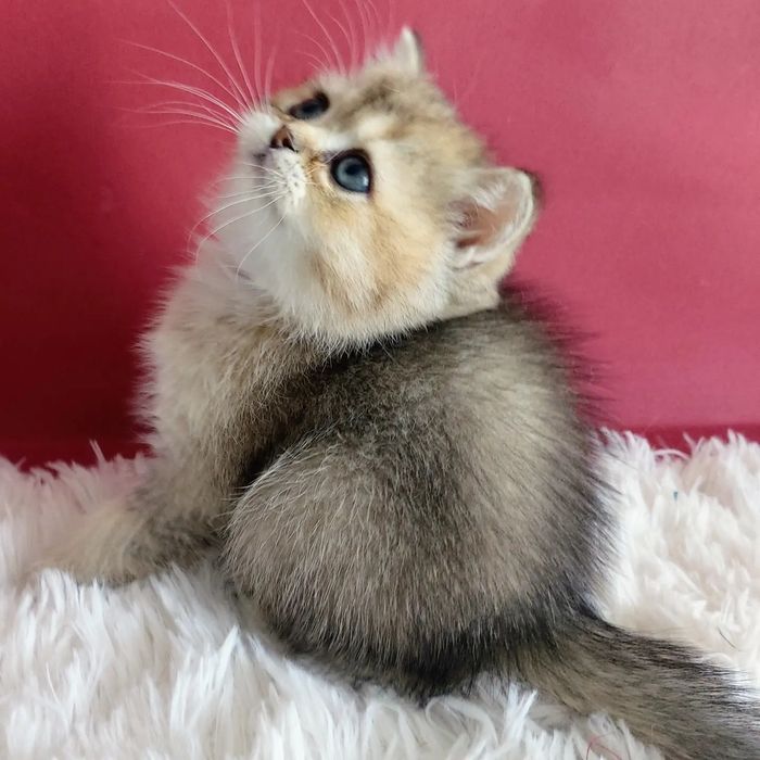 Золотая шиншилла