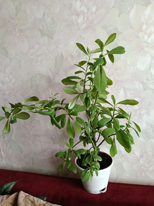 Продам молочай Гранта