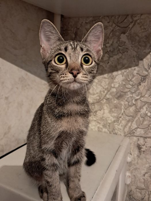 Отдам котят породистых