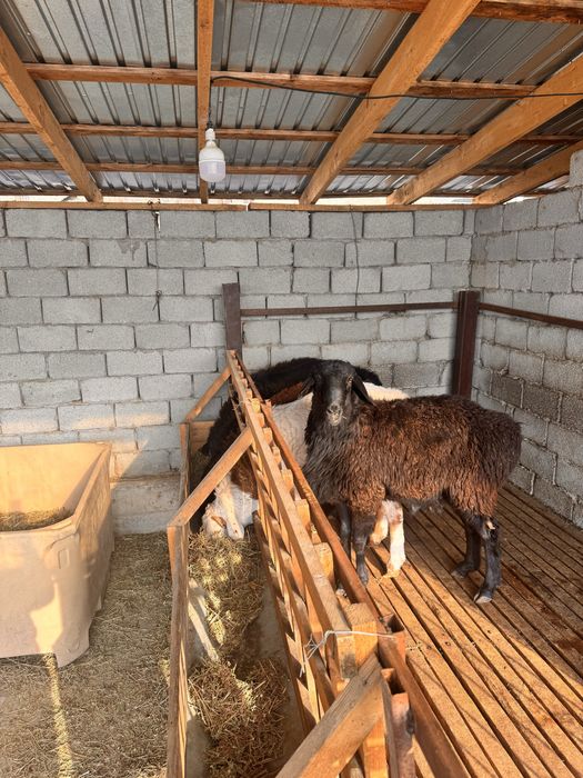 Кошкар қошқар бар