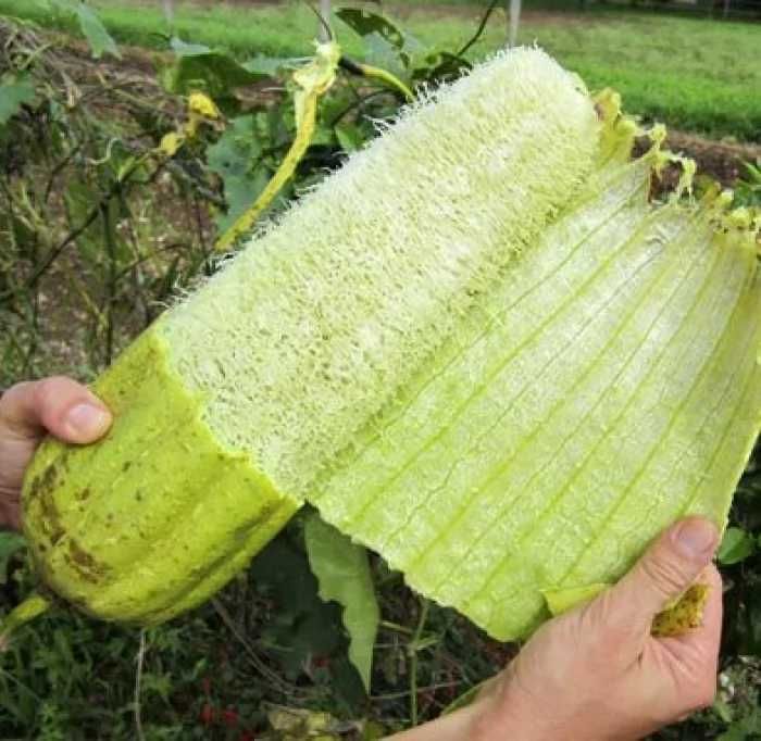 Люффа семена за 5 штук