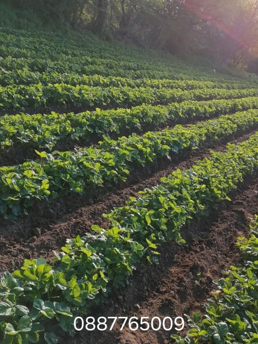 Продавам  Разсад  От Производител Ягоди  и  Малини