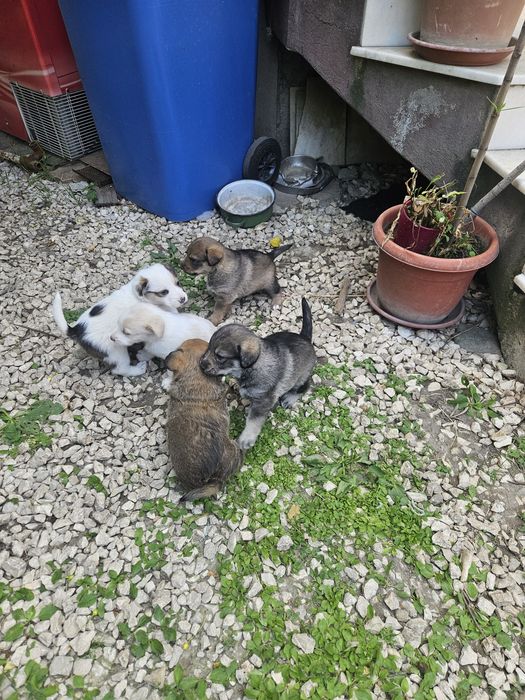Donez căței metis Beagle