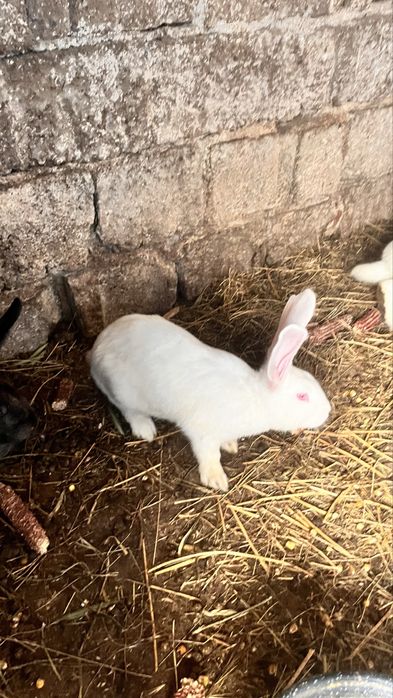 Iepuri : californian, fluture german,