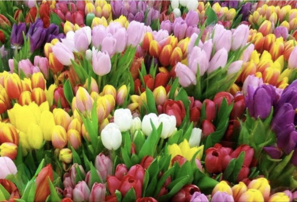 Тюлпан оптом 22 сортов